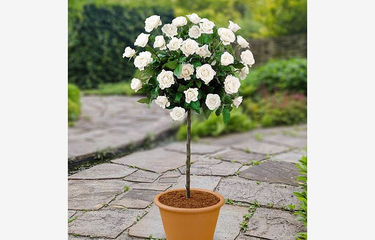 Ruža stromčeková Letizia na cca 90cm kmienku, výška 120-130cm, kont. 10 l