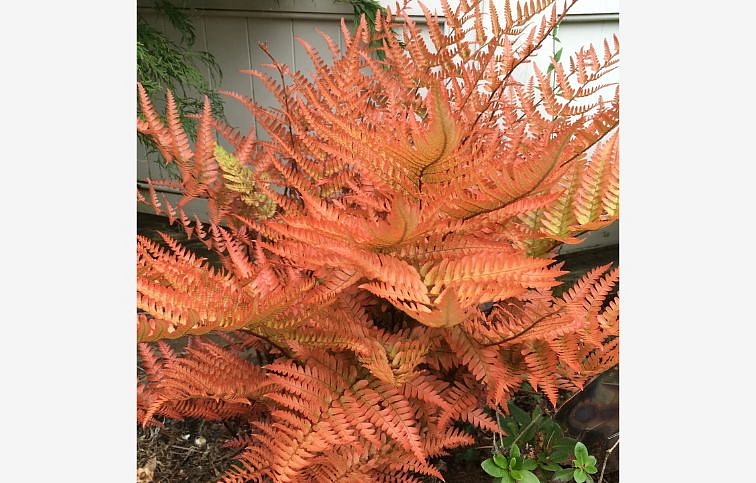 Papraď červená Brilliance - Dryopteris erythrosora, kont. p15