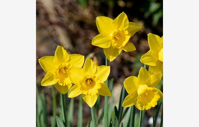 Narcis Carlton - Narcissus, kont. p9