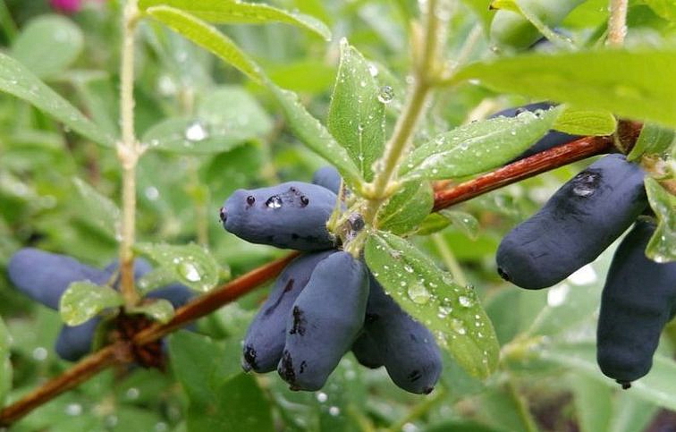 Zemolez kamčatský Indigo Gem 30-60 cm, kont. 1 l