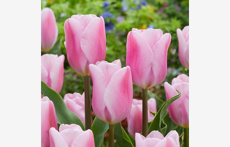 Tulipán Synade Amor 3 ks v kont. 0,5 l