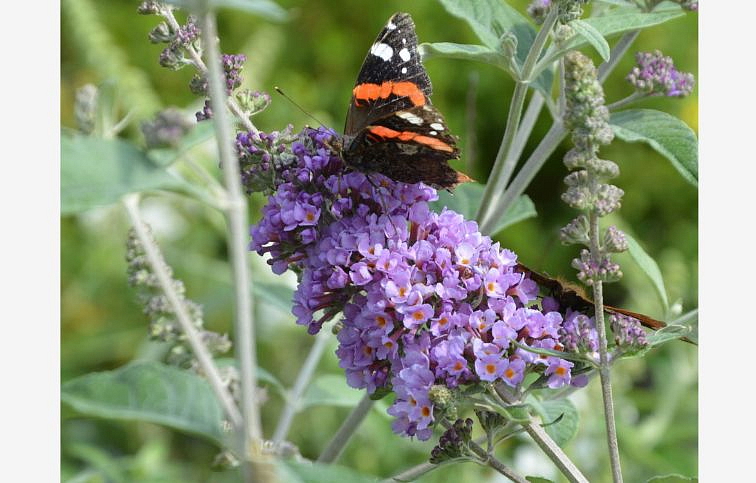 Budleja dávidova Lavender Cupcake - Buddleja, kont. 1 l