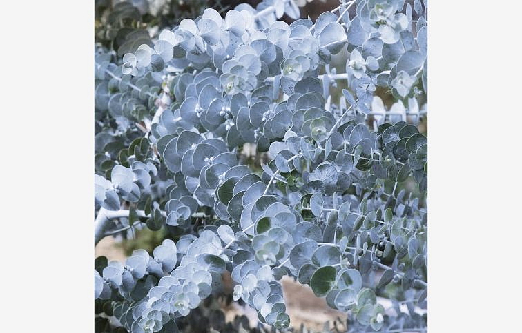 Eukalyptus gunnii Silverana 140-160 cm, kont. 7-9 l