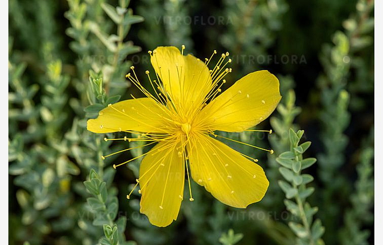 Ľubovník mnoholistý Grandiflorum - Hypericum, kont. 0,5 l