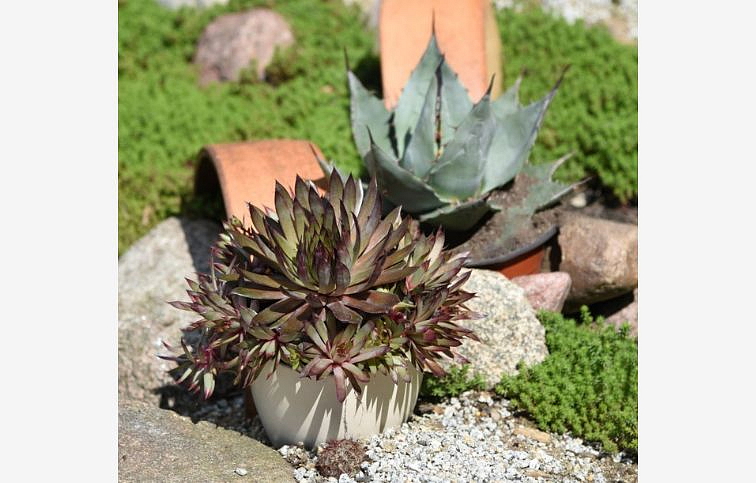Skalnica BigSam Country Red - Sempervivum, kont. 0,5 l
