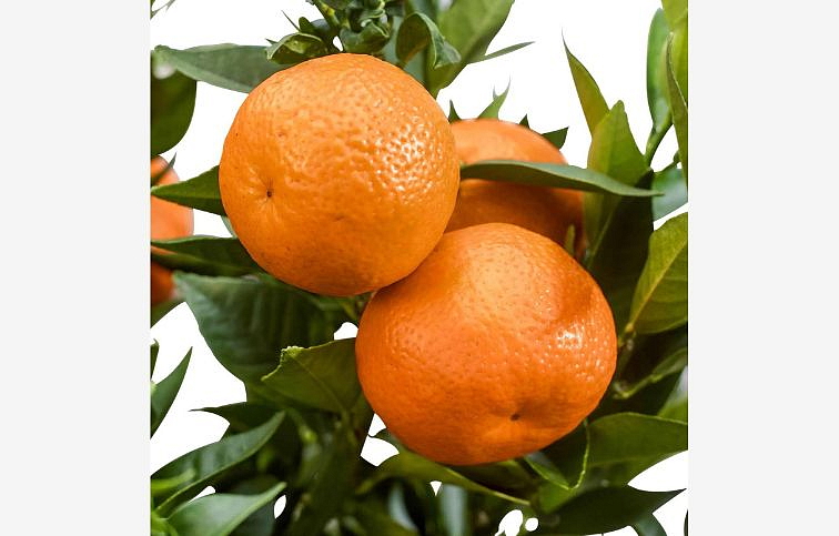 Citrus reticulata - mandarínka na kmienku, výška 50-70 cm, kont. 5 l