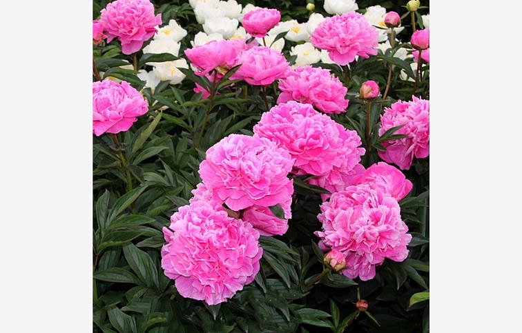Pivonka bylinná Alexander Fleming - Paeonia lactiflora, kont. p11