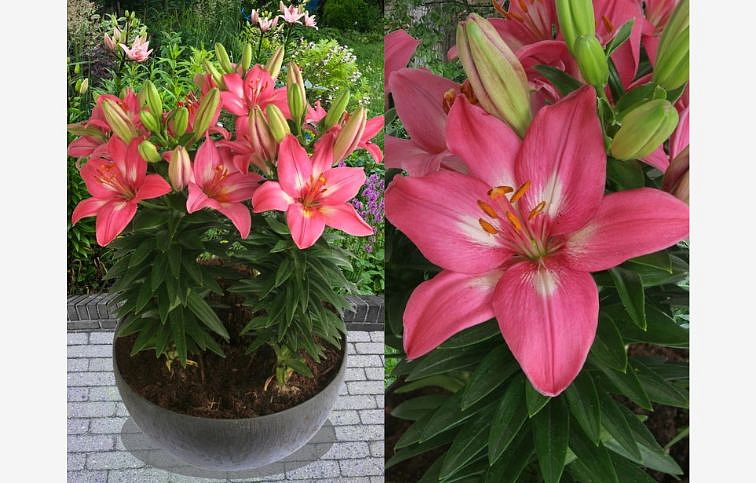 Ľalia Rozalynn - Lilium, kont. p11