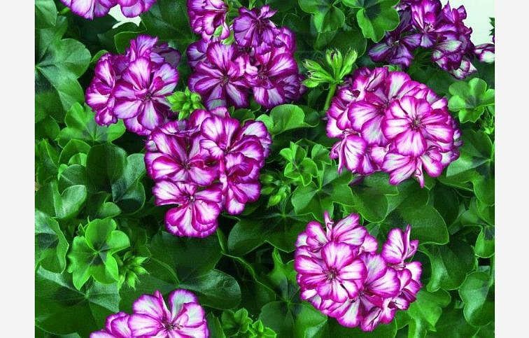 Muškát previsnutý Sunflorix Lollipop Purple Nova - Pelargonia, kont. 0,5 l