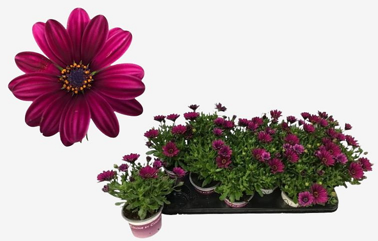 Africká sedmokráska Purple - Osteospermum, kont. p10,5