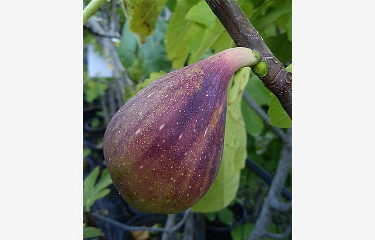 Figovník PERETTA 30-40 cm, kont. 2 l