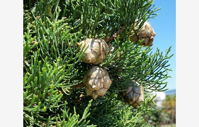 Cyprusovec leylandský Pyramidalis na 90cm kmeni, v. 130-140cm, obv. km. 8-10cm, kont. 25l