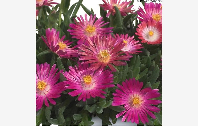 Poludňovka Royal Range Neon - Delosperma, kont. 0,5 l