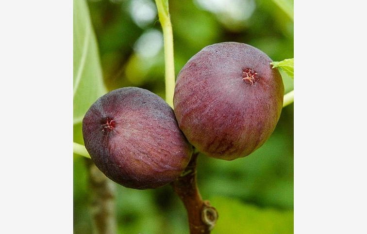 Figovník Turca 30-40 cm, kont. 2 l