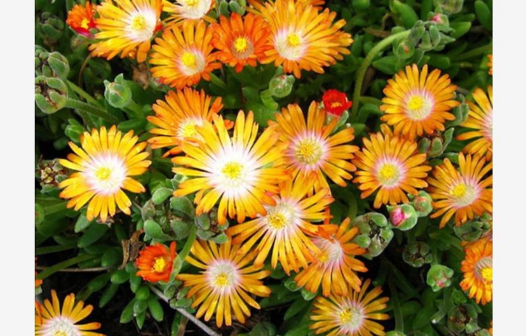 Poludňovka Jewel of Desert Topaz - Delosperma, kont. 0,5 l