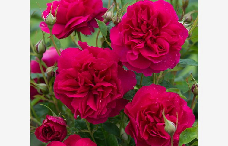 Ruža popínavá Thomas A Becket 140-200 cm - David Austin, kont. 5 l