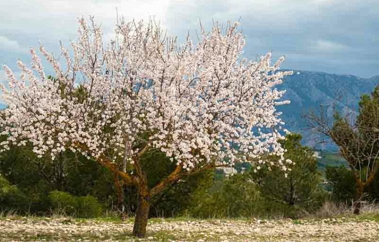 Mandľovník na kmienku 180-220cm, obvod kmeňa 8-10cm, kont. 10 l