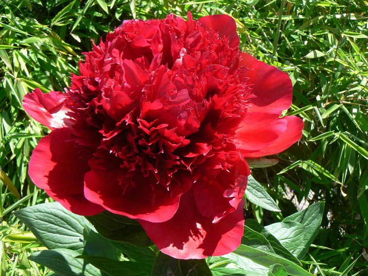 Pivonka bylinná Red Charm - Paeonia lactiflora kont. 1,5 l