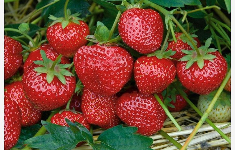 Jahody stálerodiace Selva - Frigo sadba A, zväzok 10 ks