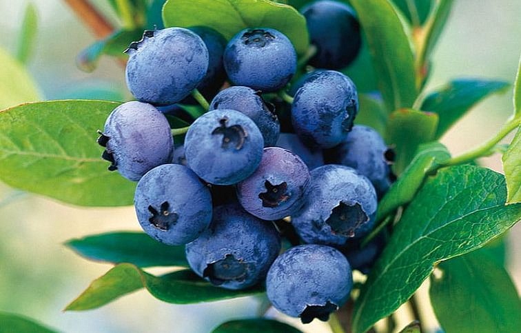 Čučoriedka kanadská Goldtraube 20-30 cm, kont. p12