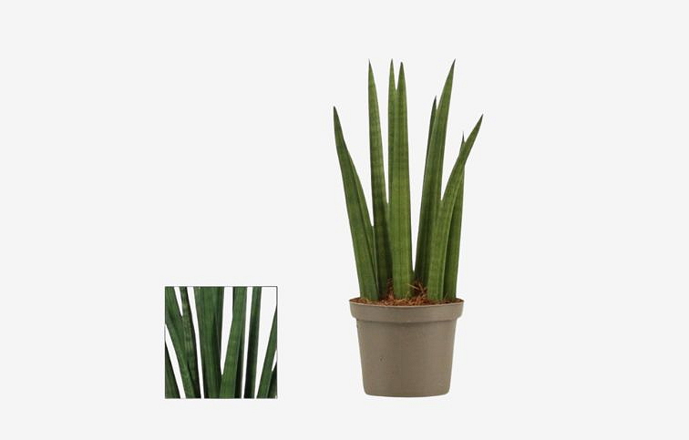 Svokrin jazyk Rocket cca 20 cm - Sansevieria cylindrica, kont. p9