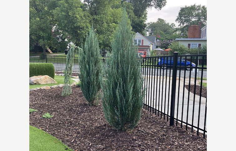 Borievka skalná Blue Arrow 50-80cm, kont. 3 l