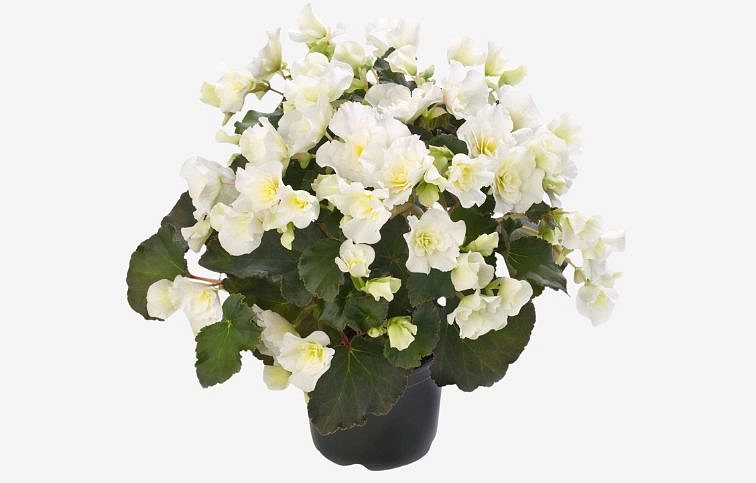 Begónia Cottage Glory White, kont. 0,7 l