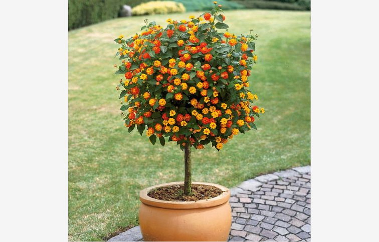 Lantana Orange na kmienku, výška 60-70cm, kont. p19