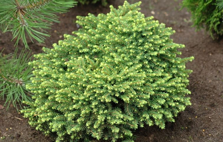 Smrek biely Little Gem - Picea abies kont. 2 l
