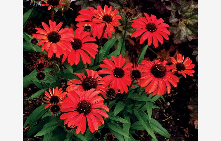 Echinacea purpurová Prima Ruby, kont. 1 l