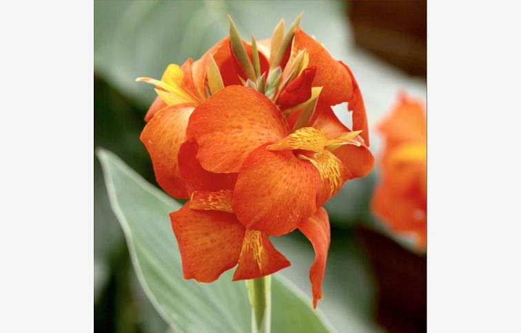Kana indická Cannova Orange Shades - Canna, kont. 1 l