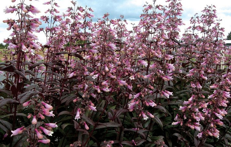 Dráčik Dark Towers - Penstemon digitalis, kont. 1 l