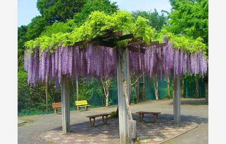 Vistéria kvetnatá Royal Purple 150-200cm, kont. 3 l