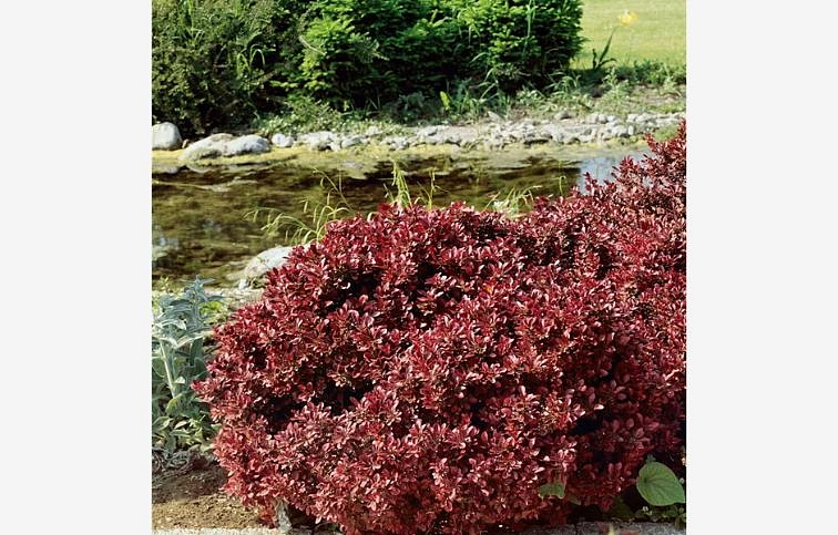 Dráč Thunbergov Atropurpurea Nana 15-30 cm, kont. 2 l