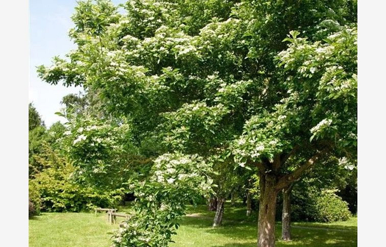 Hloh lavallov CARRIEREI na 150-160 kmienku, výška 250-300cm, obv. km. 6-8cm, kont. 25 l