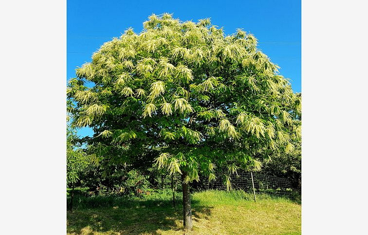 Gaštan jedlý 50-80 cm, kont. C5