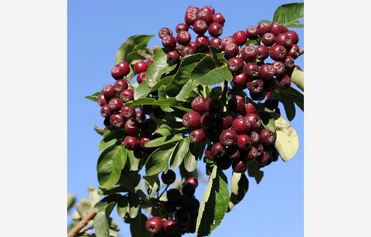 Jarabina Burka 70-100cm, kont. 2 l