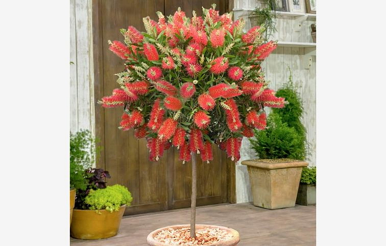 Tyčinkovec LAEVIS na kmienku 110-120 cm, kont. 9 l