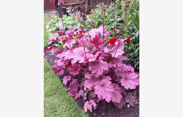 Heuchera Berry Smoothie, kont. 0,5 l