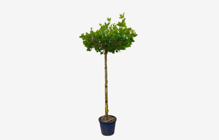 Platan javorolistý na kmeni, v. cca 250cm, obv. km. 14-16cm, STRECHA 100x100cm, kont. 90 l