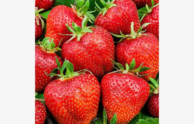 Jahoda previsnutá stálerodiaca Summer Breeze Rose - Fragaria, kont. 0,5 l