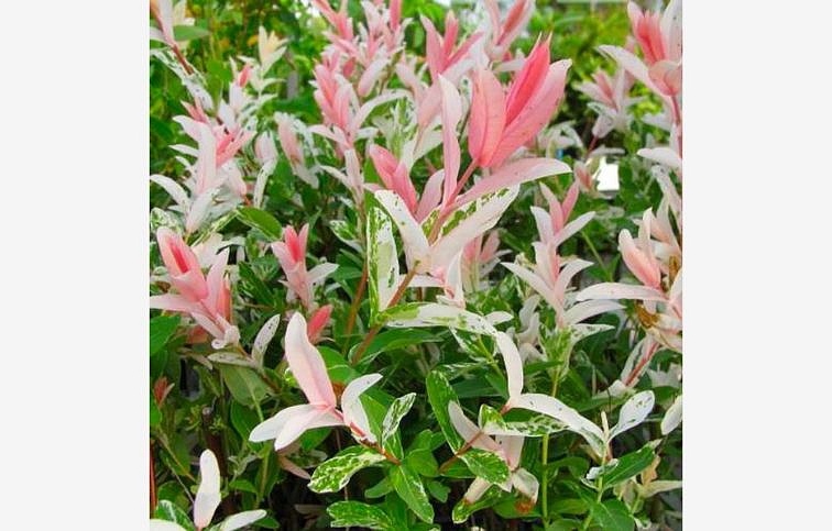 Vŕba Flamingo 20-40 cm, kont. p17