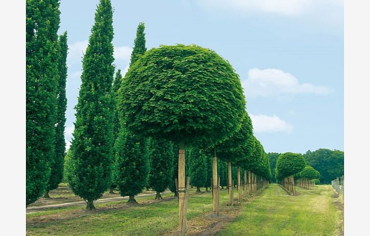 Javor mliečny Globosum na 200-220 cm kmienku, výška 230-280 cm, kont. C10