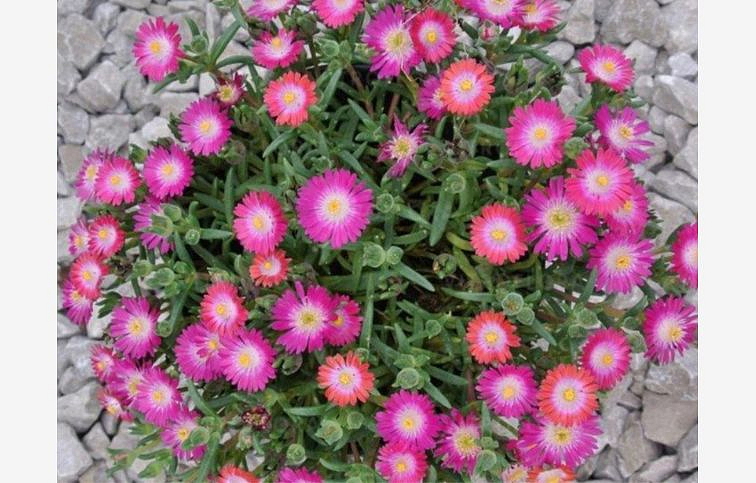 Poludňovka Jewel of Desert Amethyst - Delosperma, kont. 0,5 l