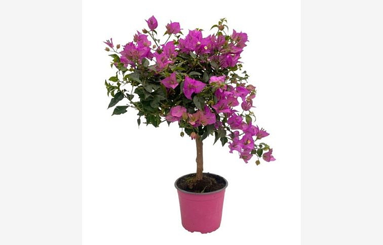 Bougainvillea Alexandra na kmienku, výška 40-60cm v terakote, kont. p17