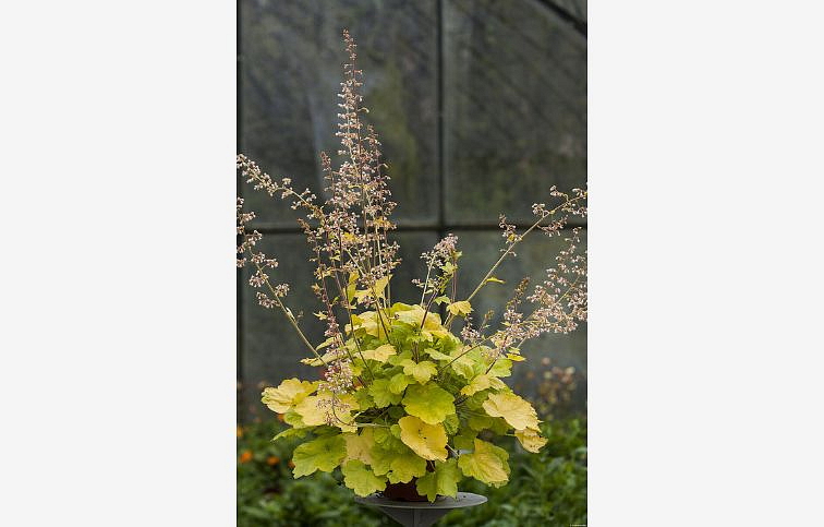 Heuchera World Caffe Romano, kont. 0,5 l