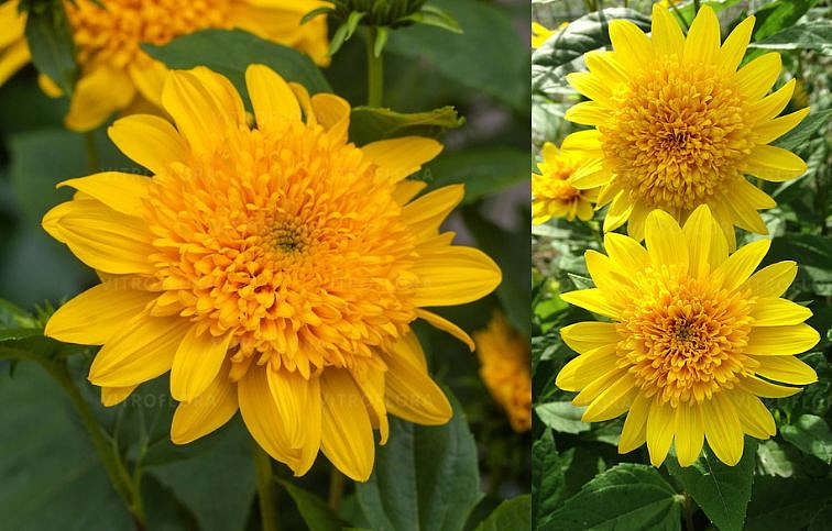 Slnečnica Double Whammy - Helianthus, kont. 1 l