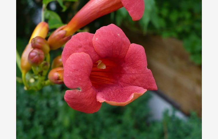 Trúbkovec koreňujúci 50-70cm, kont. p15