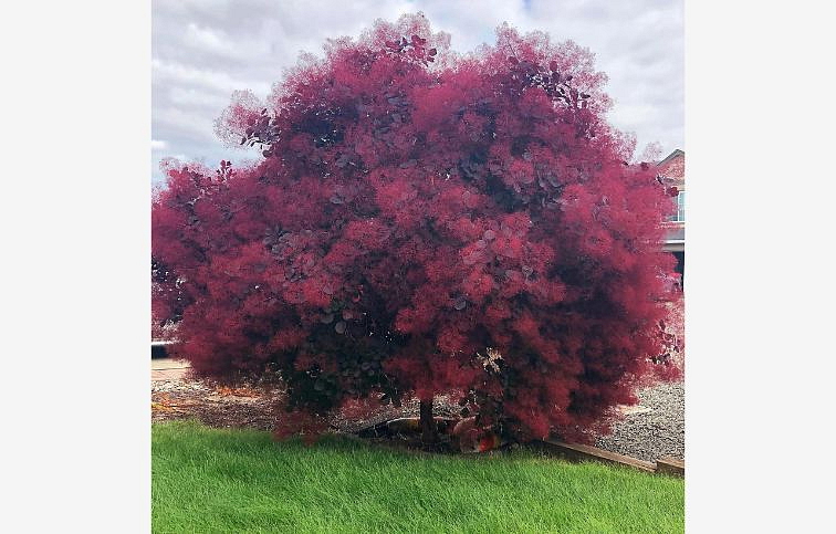 Škumpa vlasatá Royal Purple na cca 60cm kmienku, výška 80-100 cm, kont. 3 l