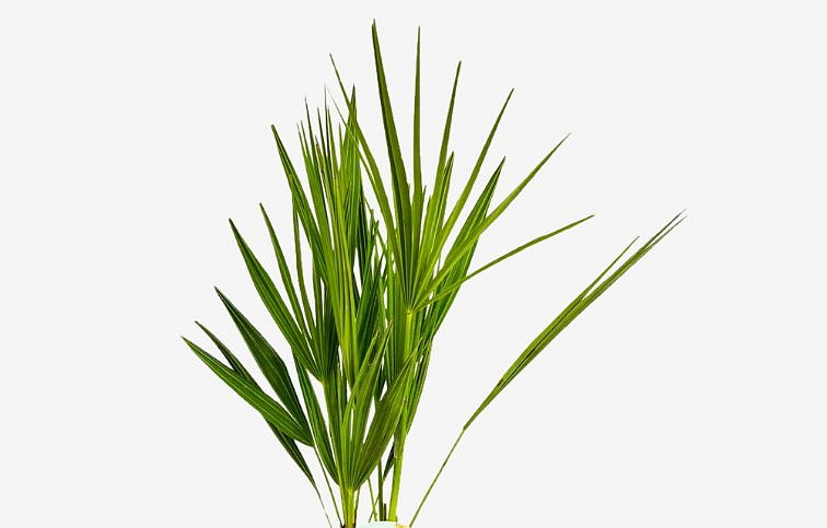 Chamaerops Humilis 30-50 cm, kont. p15